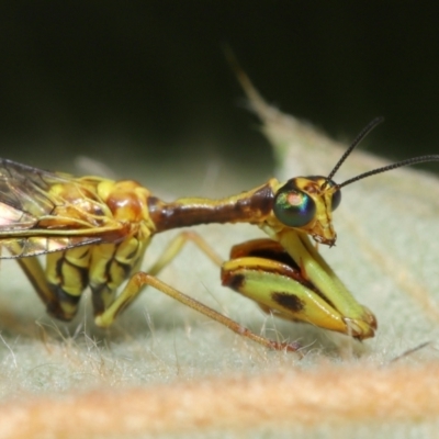 Spaminta minjerribae (Mantisfly) at ANBG - 28 Mar 2021 by TimL