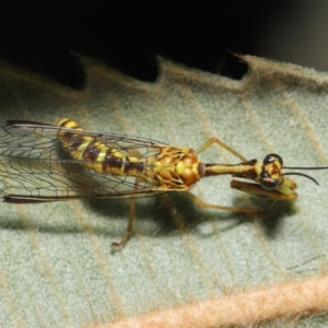 Spaminta minjerribae at Downer, ACT - 28 Mar 2021 11:32 AM