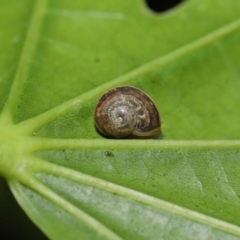 Cornu aspersum (Common Garden Snail) at Acton, ACT - 28 Mar 2021 by TimL