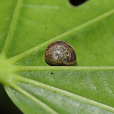 Cornu aspersum (Common Garden Snail) at Acton, ACT - 28 Mar 2021 by TimL