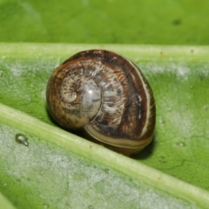 Cornu aspersum at Acton, ACT - 28 Mar 2021