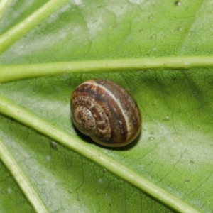 Cornu aspersum at Acton, ACT - 28 Mar 2021