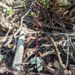 Acianthus exsertus at Currawang, NSW - 26 Mar 2021