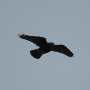 Falco berigora at Kosciuszko National Park, NSW - 27 Mar 2021