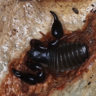 Haplochernes sp. (genus) at Majura, ACT - 24 Mar 2021 by jb2602