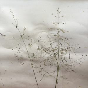 Eragrostis curvula at Hughes, ACT - 5 Apr 2021