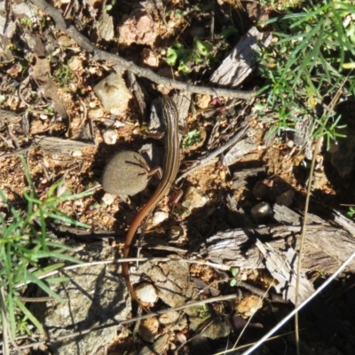 Ctenotus taeniolatus (Copper-tailed Skink) at Coree, ACT - 28 Mar 2021 by SandraH