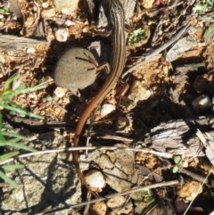 Ctenotus taeniolatus at Coree, ACT - 29 Mar 2021