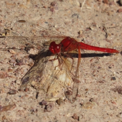 Diplacodes haematodes (Scarlet Percher) at Red Hill, ACT - 29 Mar 2021 by roymcd