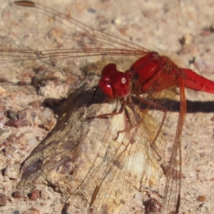 Diplacodes haematodes at Red Hill, ACT - 29 Mar 2021 10:34 AM