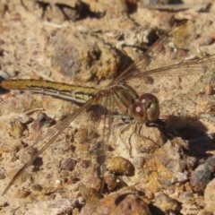 Diplacodes haematodes at Red Hill, ACT - 29 Mar 2021 10:34 AM