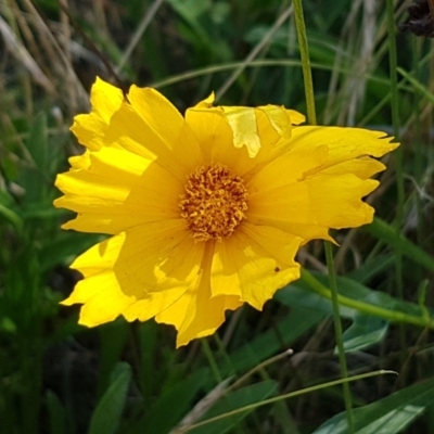 Coreopsis lanceolata (Lance-leaf Coreopsis) at O'Connor, ACT - 29 Mar 2021 by trevorpreston