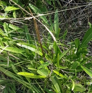 Coreopsis lanceolata at O'Connor, ACT - 29 Mar 2021