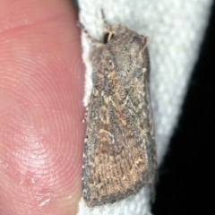 Dasygaster padockina (Tasmanian Cutworm) at O'Connor, ACT - 28 Mar 2021 by ibaird