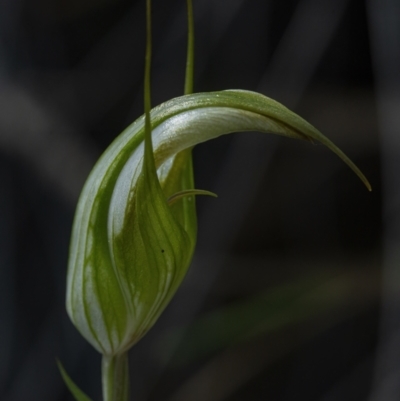 Diplodium ampliatum (Large Autumn Greenhood) at Downer, ACT - 28 Mar 2021 by WHall