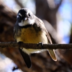 Rhipidura albiscapa (Grey Fantail) at Stromlo, ACT - 29 Mar 2021 by Kurt