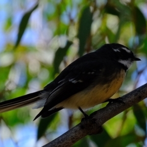 Rhipidura albiscapa at Stromlo, ACT - 29 Mar 2021