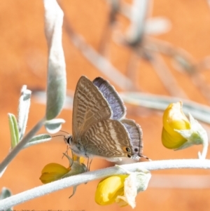 Lampides boeticus at Downer, ACT - 29 Mar 2021 11:14 AM