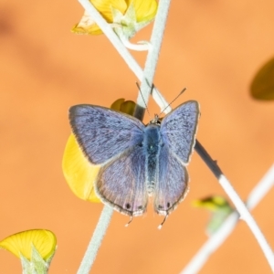 Lampides boeticus at Downer, ACT - 29 Mar 2021 11:14 AM