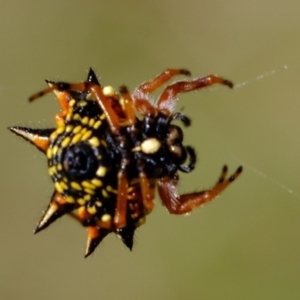 Austracantha minax at Stromlo, ACT - 29 Mar 2021