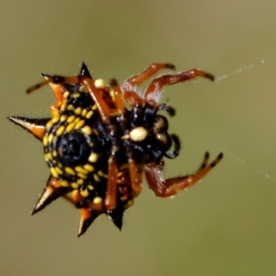 Austracantha minax (Christmas Spider, Jewel Spider) at Stromlo, ACT - 29 Mar 2021 by Kurt