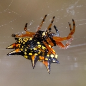 Austracantha minax at Stromlo, ACT - 29 Mar 2021 12:34 PM