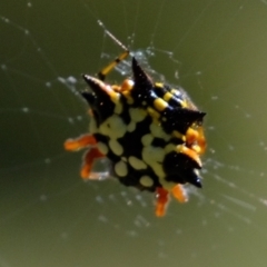 Austracantha minax at Stromlo, ACT - 29 Mar 2021 12:34 PM