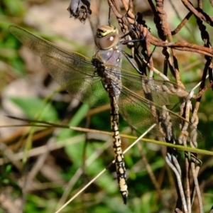 Anax papuensis at Stromlo, ACT - 29 Mar 2021 11:58 AM