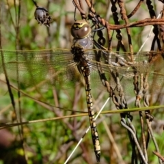 Anax papuensis at Stromlo, ACT - 29 Mar 2021 11:58 AM