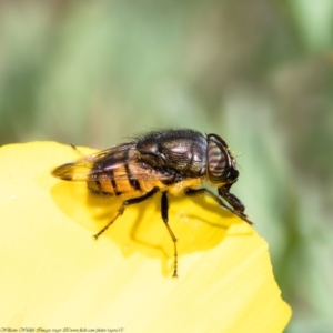 Stomorhina sp. (genus) at Macgregor, ACT - 28 Mar 2021