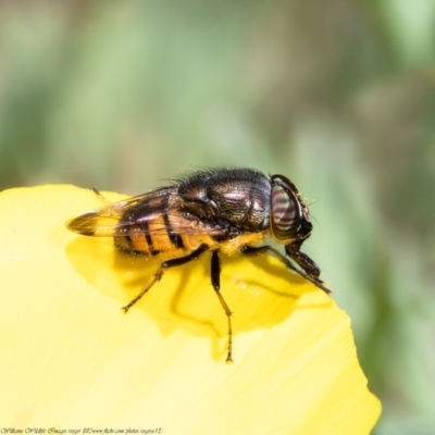 Stomorhina sp. (genus) (Snout fly) at Macgregor, ACT - 28 Mar 2021 by Roger