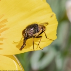 Stomorhina sp. (genus) at Macgregor, ACT - 28 Mar 2021