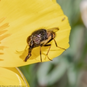 Stomorhina sp. (genus) at Macgregor, ACT - 28 Mar 2021