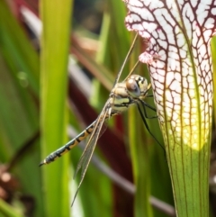 Hemicordulia tau at Macgregor, ACT - 28 Mar 2021