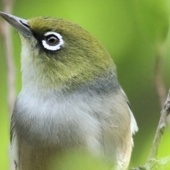 Zosterops lateralis (Silvereye) at Wodonga, VIC - 29 Mar 2021 by KylieWaldon