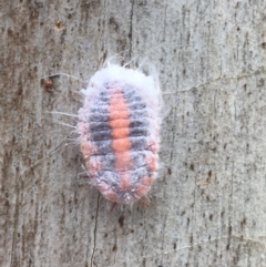 Monophlebulus sp. (genus) (Giant Snowball Mealybug) at O'Connor, ACT - 28 Mar 2021 by NedJohnston