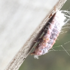 Monophlebulus sp. (genus) at O'Connor, ACT - 28 Mar 2021