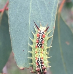 Doratifera quadriguttata (Four-spotted Cup Moth) at O'Connor, ACT - 28 Mar 2021 by Ned_Johnston