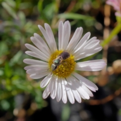 Lasioglossum (Homalictus) punctatum (A halictid bee) at Harrison, ACT - 26 Mar 2021 by DPRees125