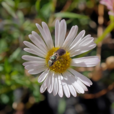 Lasioglossum (Homalictus) punctatum (A halictid bee) at Harrison, ACT - 26 Mar 2021 by DPRees125
