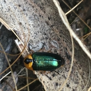 Aporocera (Aporocera) consors at O'Connor, ACT - 28 Mar 2021