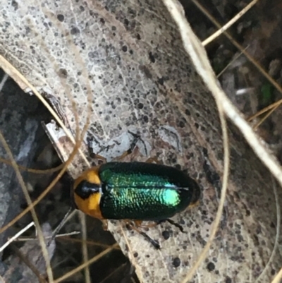 Aporocera (Aporocera) consors (A leaf beetle) at O'Connor, ACT - 28 Mar 2021 by NedJohnston