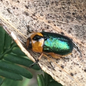 Aporocera (Aporocera) consors at O'Connor, ACT - 28 Mar 2021