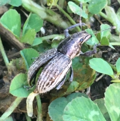 Naupactus leucoloma (White-fringed weevil) at Lyneham, ACT - 29 Mar 2021 by Ned_Johnston