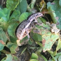 Naupactus leucoloma at Lyneham, ACT - 29 Mar 2021