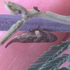 Philagra parva (Beaked spittlebug) at Murray Gorge, NSW - 6 Mar 2021 by NedJohnston