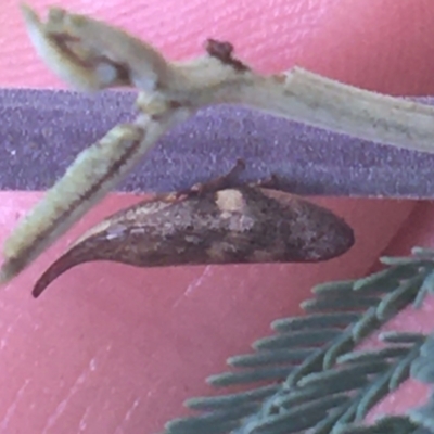 Philagra parva (Beaked spittlebug) at Murray Gorge, NSW - 6 Mar 2021 by NedJohnston