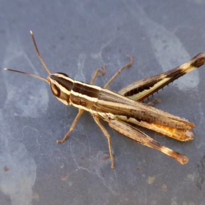 Macrotona australis (Common Macrotona Grasshopper) at Yass River, NSW - 29 Mar 2021 by SenexRugosus