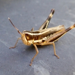 Macrotona australis at Yass River, NSW - 29 Mar 2021