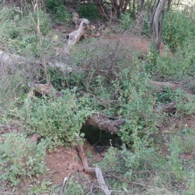 Oryctolagus cuniculus (European Rabbit) at Mount Majura - 29 Mar 2021 by Avery